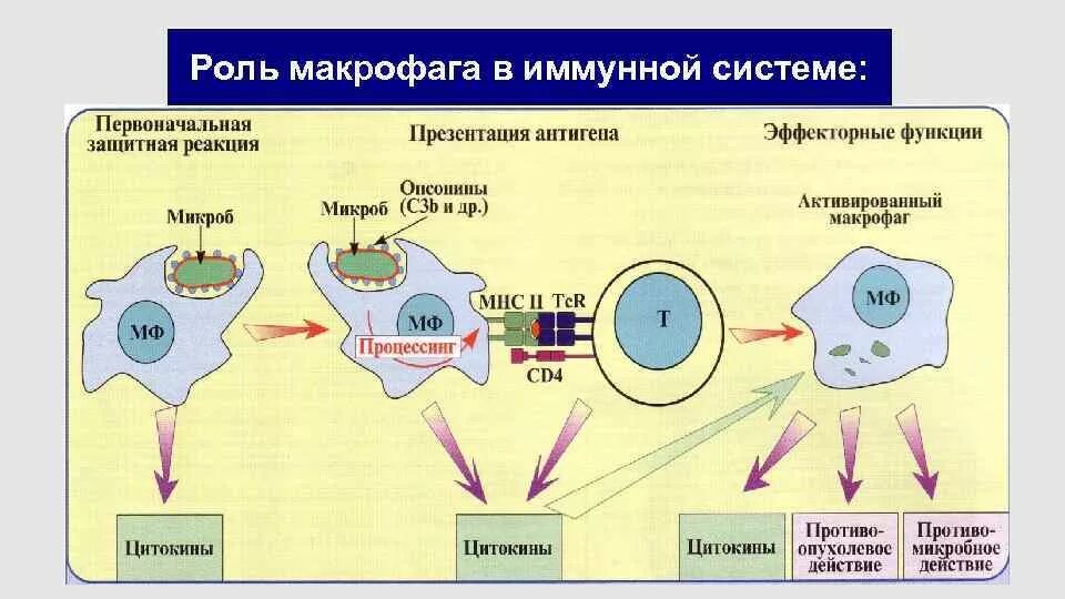 Эффекторные клетки т лимфоцитов. Макрофаги в эффекторной фазе иммунного ответа.. Секреторная функция фагоцитов. Функции клетки Макрофаг. Секреторная функция макрофагов.