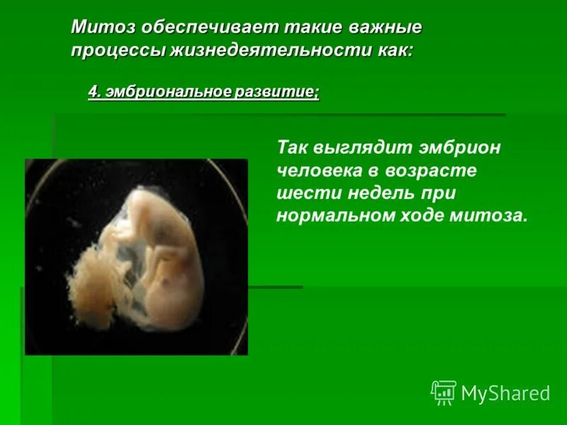 Митоз процесс биология 9 класс. Обеспечивает рост и развитие организма митоз. Мейоз. Обеспечивает рост и развитие организма митоз. Биологическая роль митоза и мейоза.