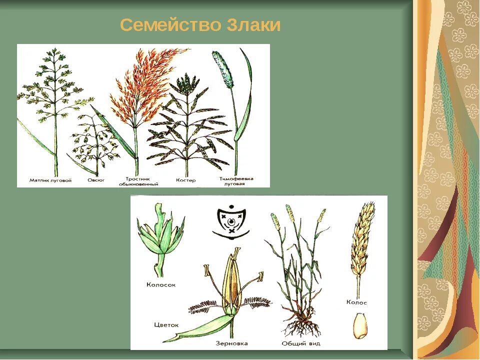 Семейство злаковые Мятликовые. Злаки Однодольные. Биология злаки Мятликовые. Однодольные злаковые представители.