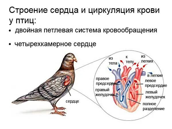 Схема строения сердца птиц. Строение сердца и кровеносной системы птиц. Строение кровеносной системы птиц. Кровеносная система система птиц схема. Сердце птиц состоит из камер