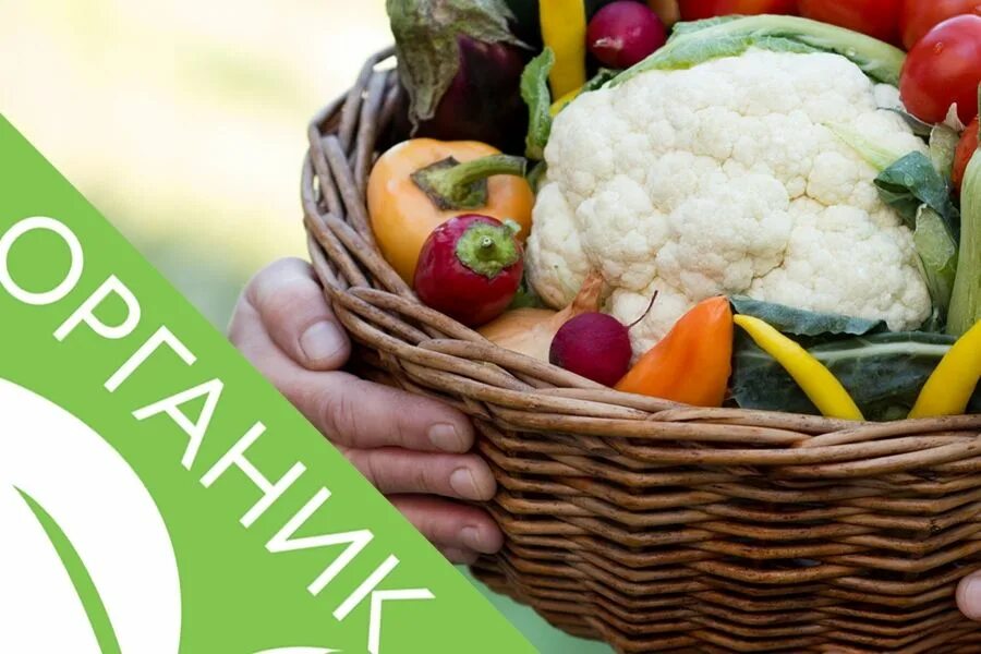Экологически чистые продукты. Корзина с овощами. Корзина с фруктами. Овощи на огороде. Органическое земледелие.