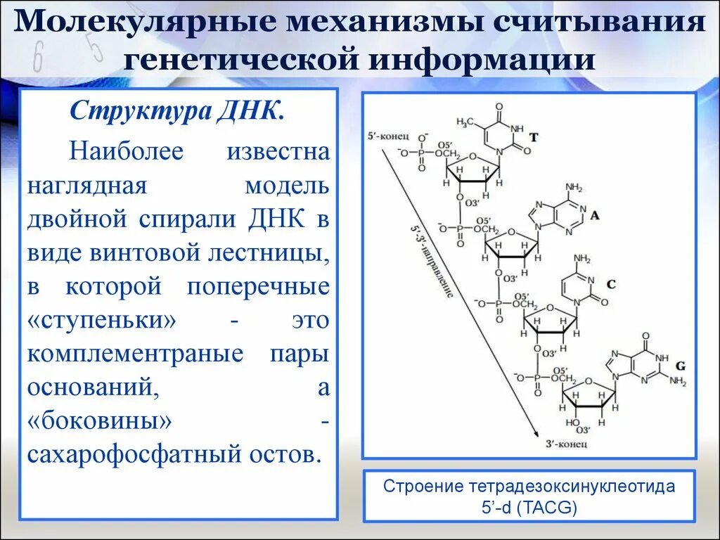Механизмы реализации генетической информации. Молекулярные механизмы. молекулярные механизмы реализации наследственной информации.. сахарофосфатный остов днк. молекулярные механизмы генетических процессов.