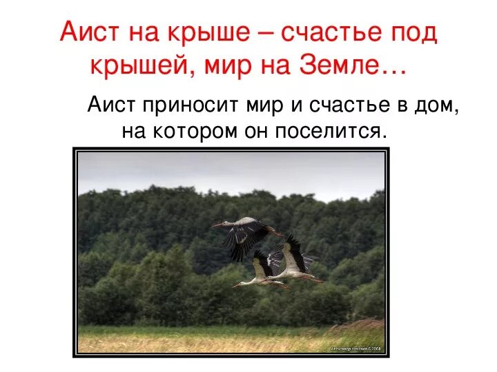 Ротару аист на крыше текст. Аист на крыше мир на земле. Слова Аист на крыше мир на земле. Аисты Ноты. Аист на счастье.