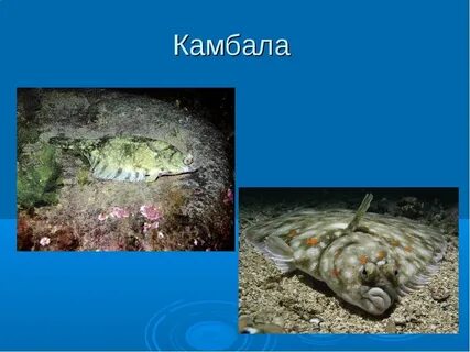 Почему камбала плоская