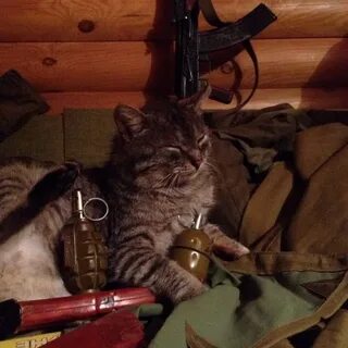 Суровые коты корса