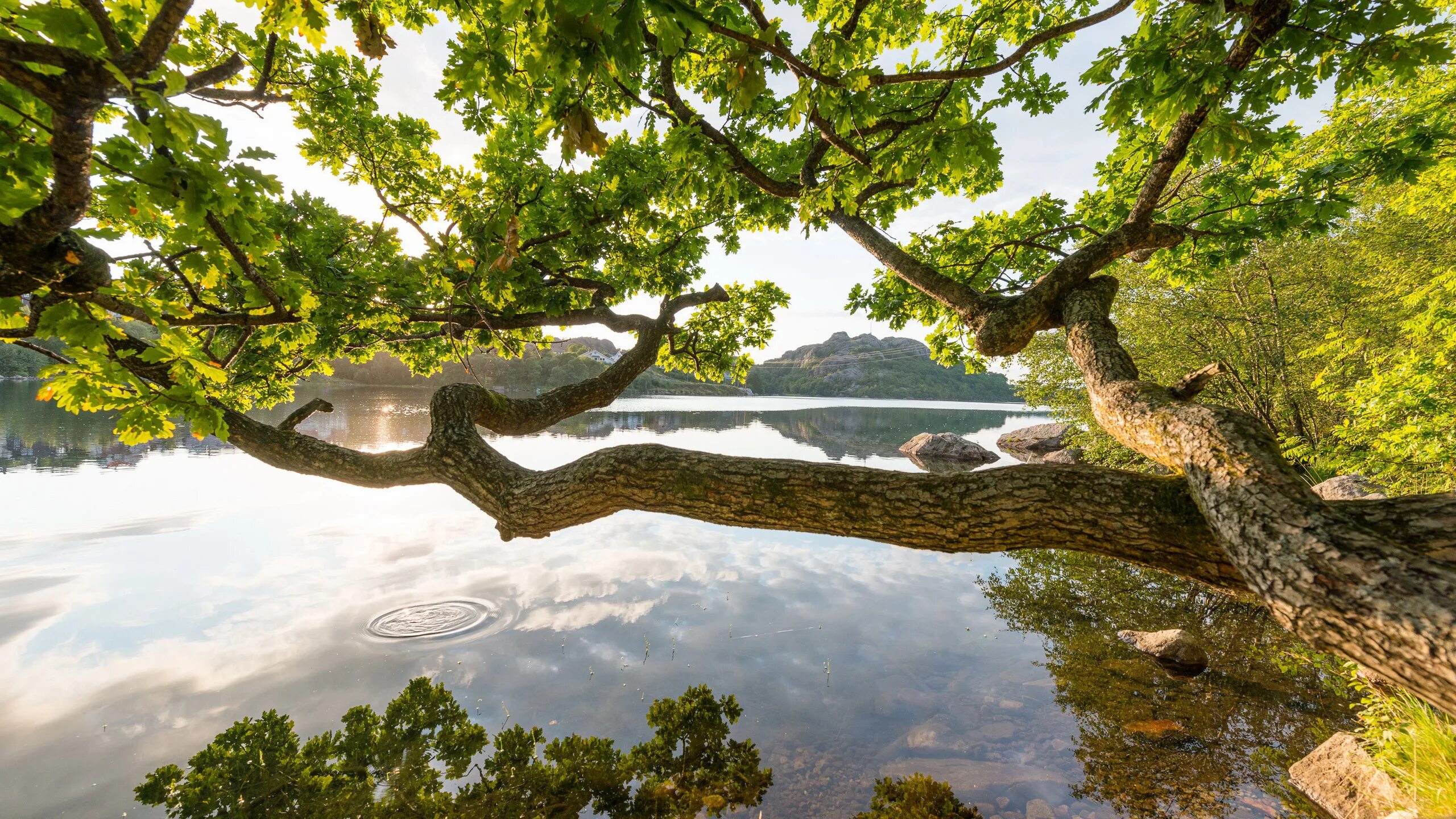 Мелорн дерево. Диктант не длинный. Текст под тенью двух громадных деревьев. Текст под тенью двух громадных деревьев. Лимузенский дуб.