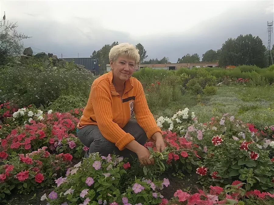 Сад Шубиной в Новосибирске. Сад Шубиной Краснообск саженцы. Питомник Людмилы Шубиной. Шубина саженцы Новосибирск. Сайт шубина новосибирск