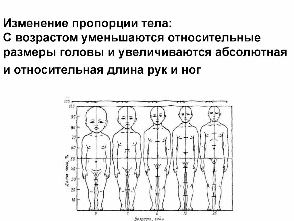 Изменения пропорции тела ребенка в различные возрастные периоды. Схема возрастные изменения пропорций тела. Изменение пропорций тела с возрастом. Возрастные изменения пропорций тела человека. Возрастные изменения роста