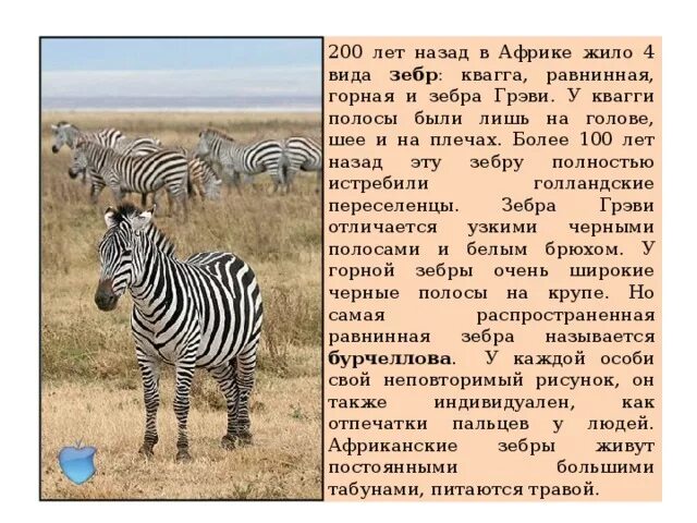 Почему зебра полосатая? Это Дальний Восторг! Путешествия с Oktagon Дзен
