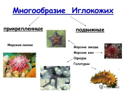 Тип иглокожие