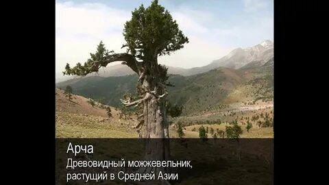 Арча текст