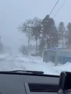 Снег ломает деревья