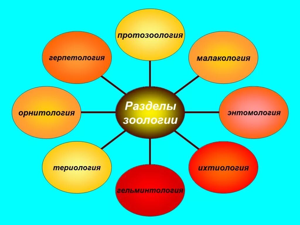 Орнитология 2 териология 3 герпетология 4 зоология. Разделы зоологии. Зоология медицина проекты. Зоология схема разделы. Протозоология это наука о.