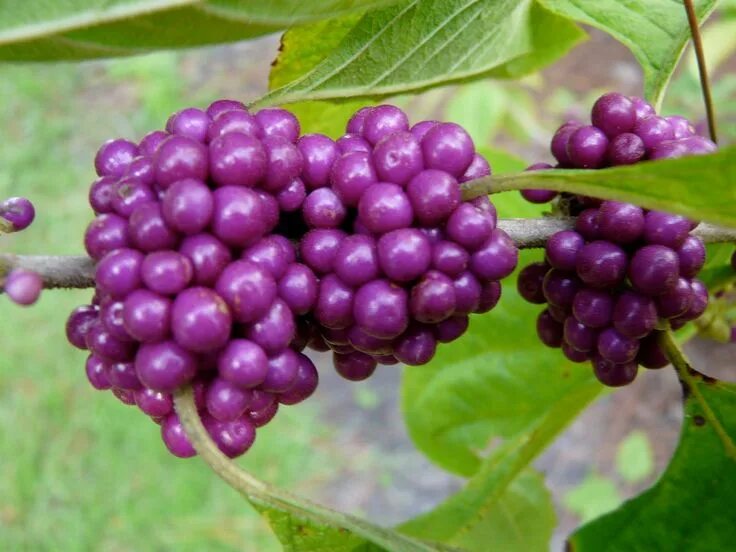 Purple berry