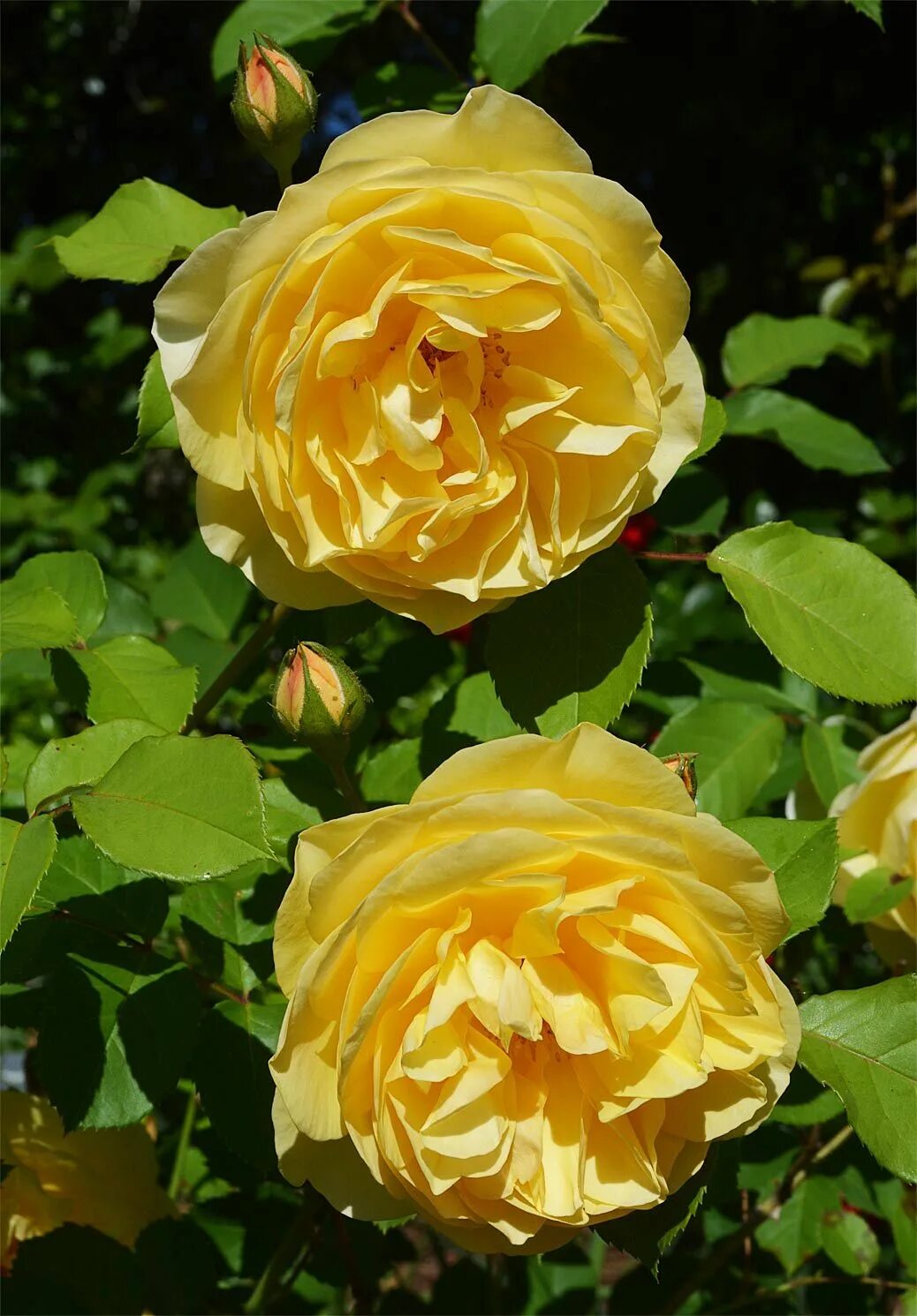 Английские розы желтые сорта фото Golden celebration rose