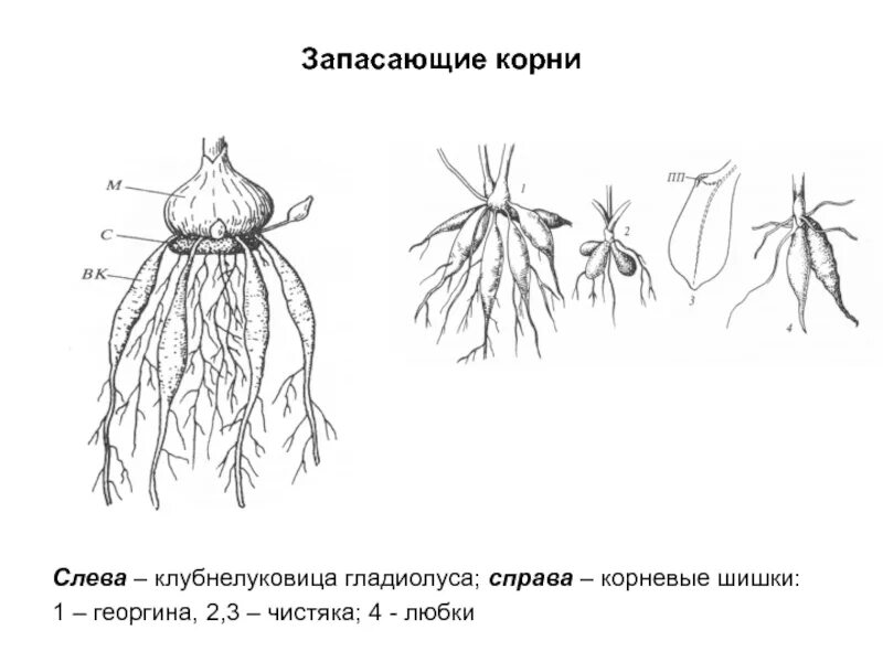 Видоизмененные корни клубеньки. Корневище, корнеплод, клубнелуковица. Клубень георгин с корневой шейкой. Корневые клубни схема. Корневые клубни георгин строение.