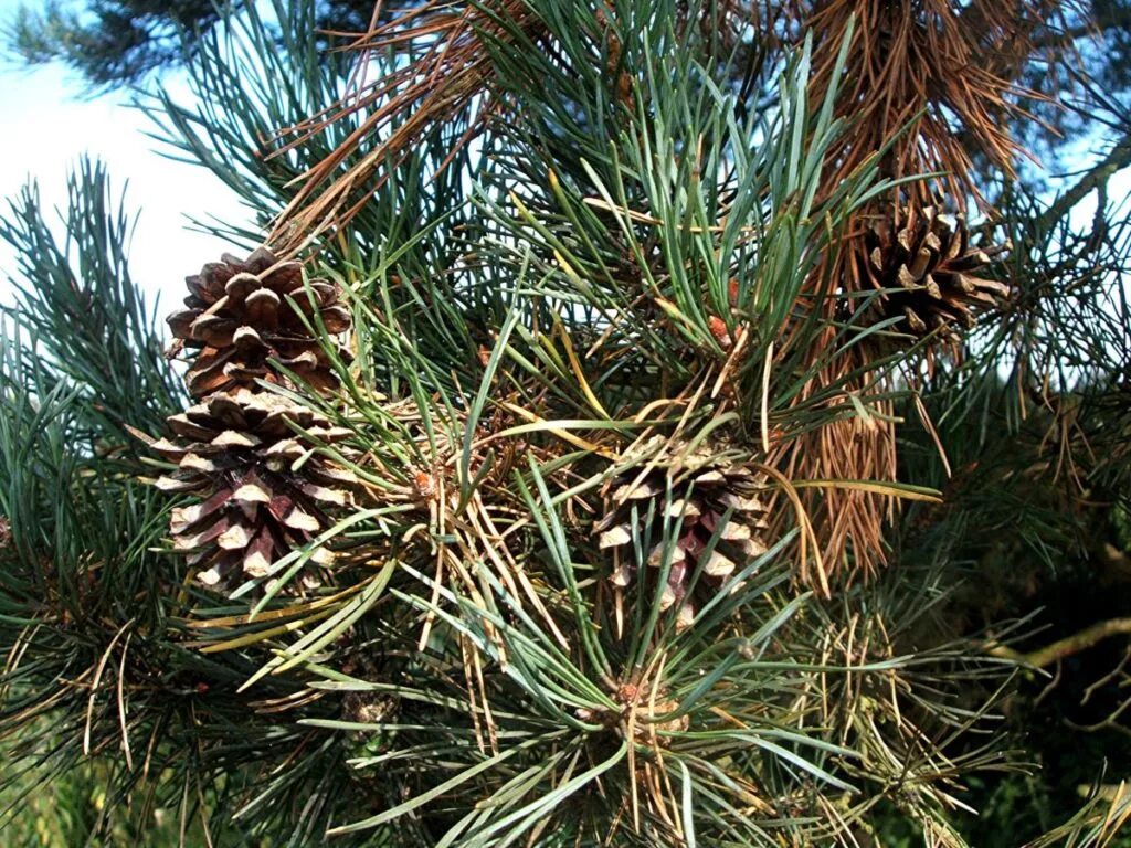 Класс хвойные сосновые. Сосна обыкновенная Pinus Sylvestris. Сосна обыкновенная Pinus Sylvestris l. Сосна обыкновенная (Pínus Sylvestris). Сосна обыкновенная (Pinus Sylvestris) хвоя.