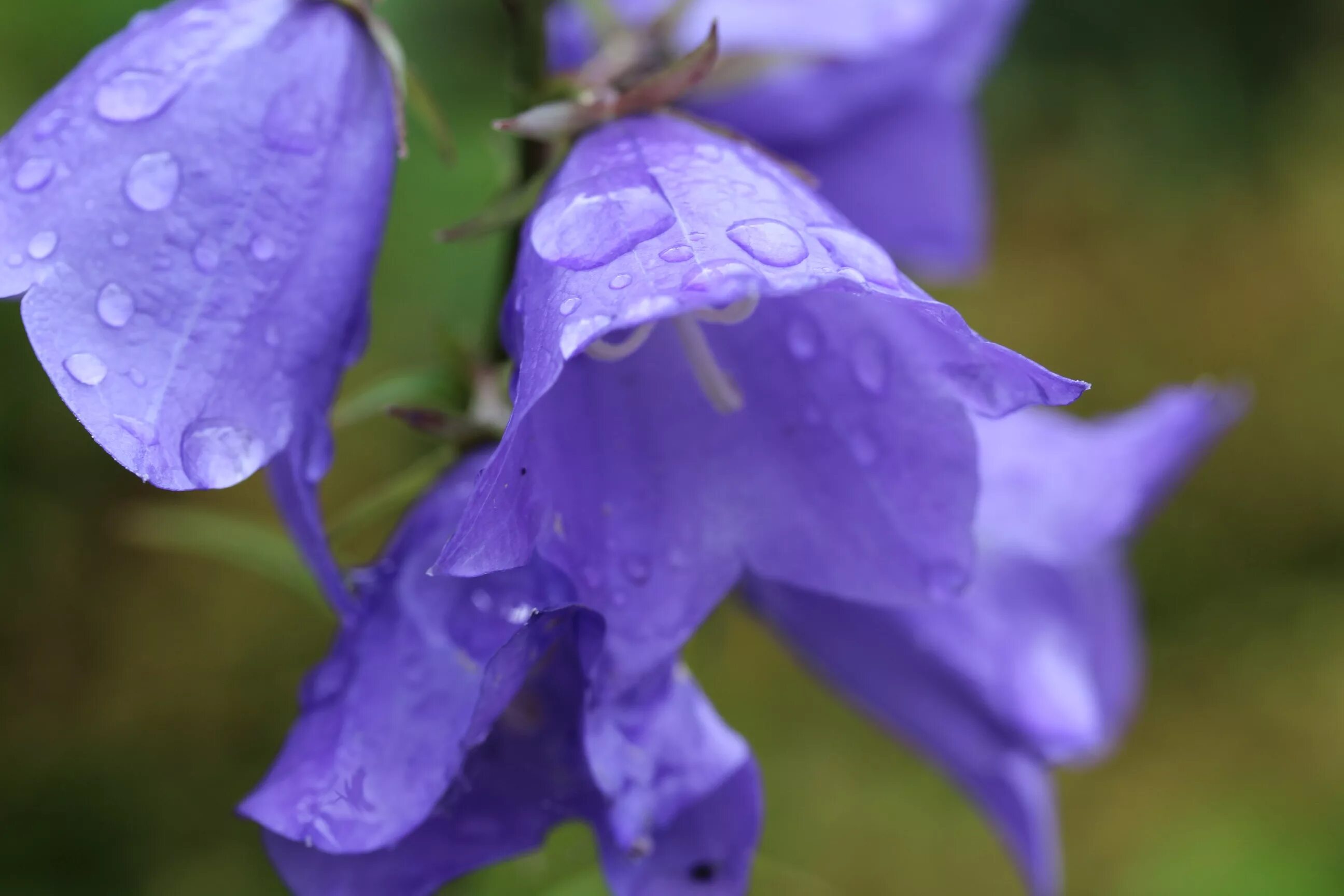 Вальс колокольчиков. Кампанула синий колокольчик. Колокольчик Кампанула Lilac. Колокольчик Безенгийский. Колокольчик ланцетолистный.