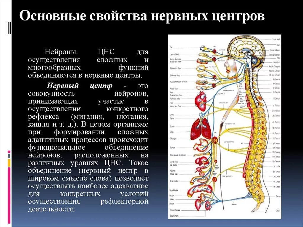 Нервный центр. Нервный центр это физиология. Строение нервного центра. Понятие о нервном центре. Свойствами центральной нервной системы