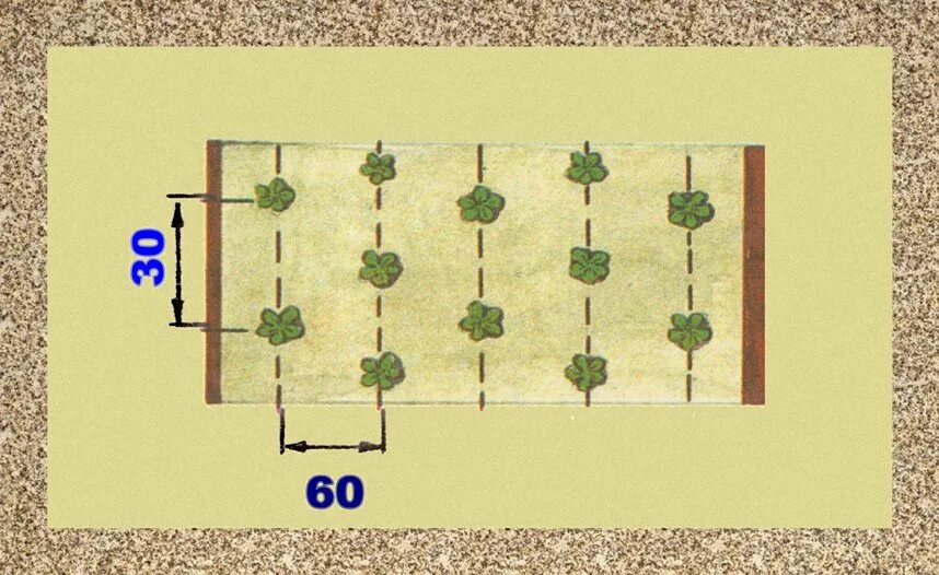 Расстояние грядок клубники. Схема посадки земляники в открытом грунте. Схема посадки ремонтантной земляники в открытом грунте. Схема посадки садовой земляники на грядке. Клубника схема посадки двухстрочная.