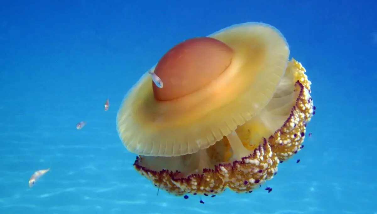 На что похоже медуза. Cotylorhiza tuberculata медуза. медуза жареное яйцо. медуза яичница. медуза похожая на яичницу.