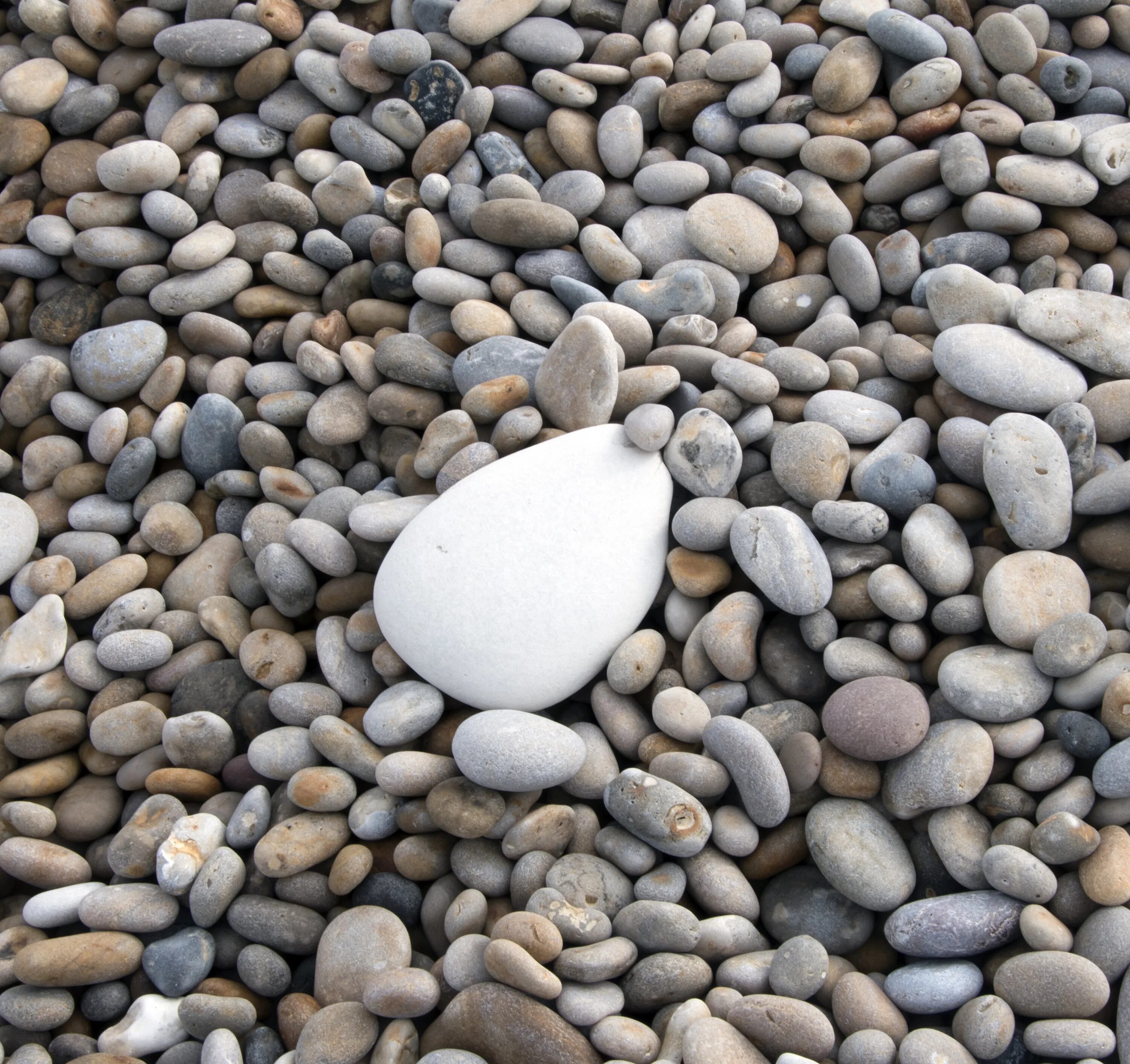 Галька происхождение. Крупная галька. Белые морские камни. Морская галька. Красивые камушки.