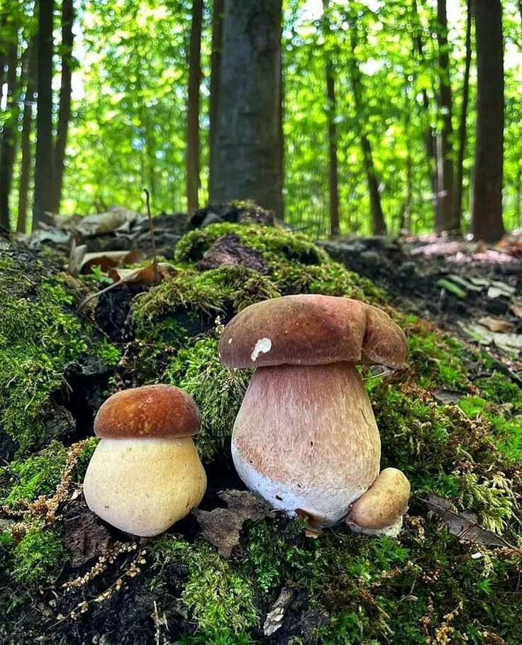 Есть ли грибы 2023. Грибы в подмосковье 2022 сейчас. Гриб грибыч спб. Есть ли грибы 2023. Есть ли грибы 2023.