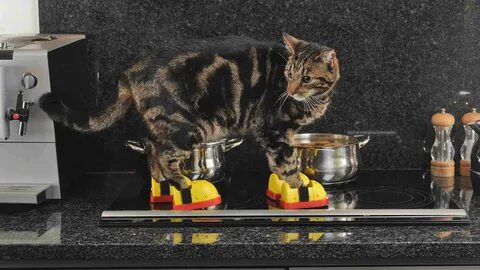 Kitchen cat