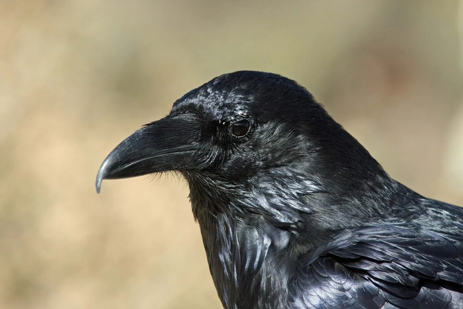 Ворона какой вид. Крук ворон. Corvus Corax птица. Королевский ворон Коракс. Ворон обыкновенный вороны.