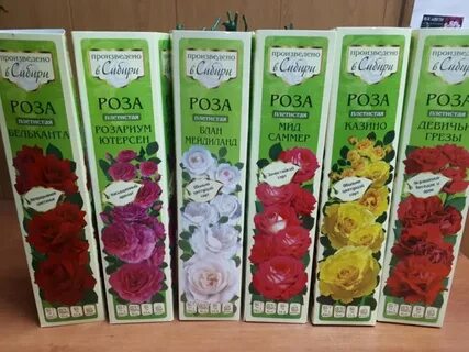 Семена алтая посадка