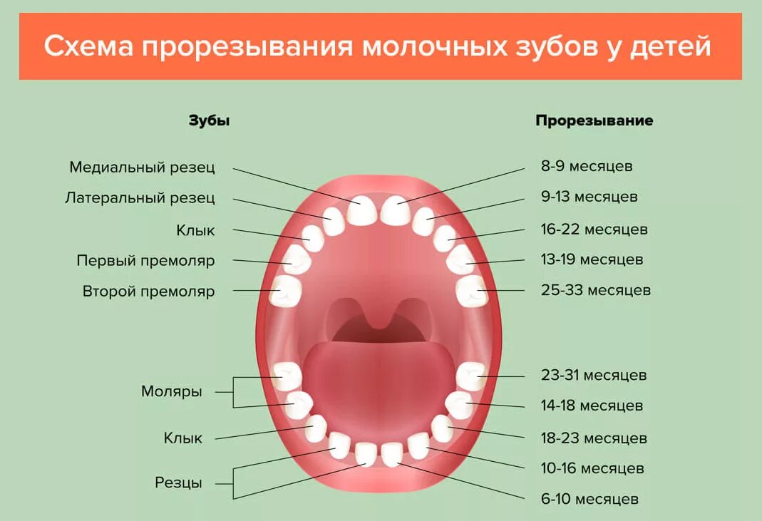 Через сколько прорезаются зубы. Зубы схема прорезывания молочных. Схема прорезывания постоянных зубов у детей. Схема прорезывания молочных зубов у детей до года. Схема прорезывания зубов моляры.
