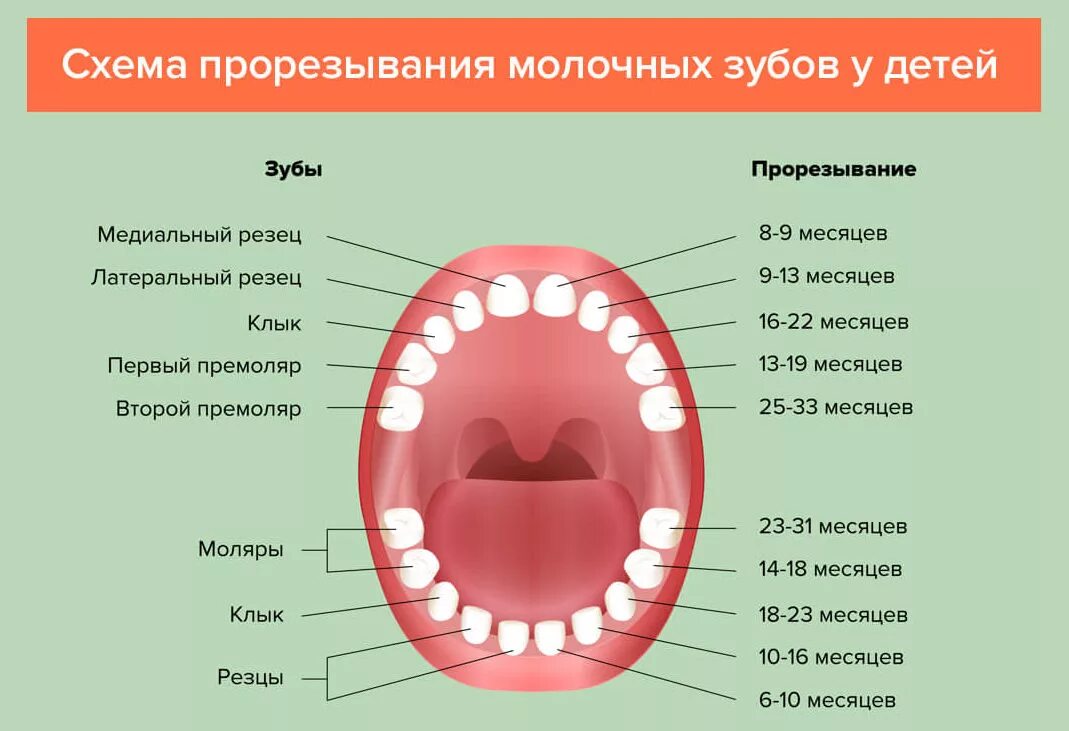 Сколько должно быть зубов в 3 года