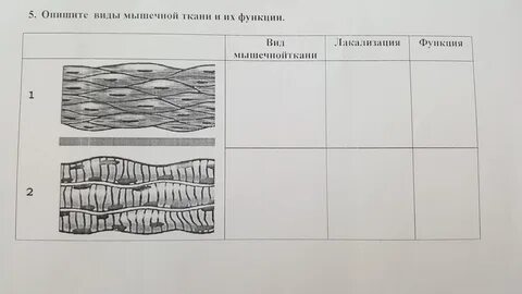 Какие типы тканей человека вам известны