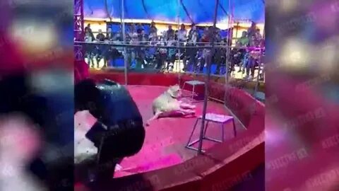 Трагедия в большом цирке