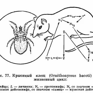 Крысиный клещ