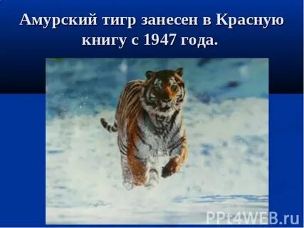 Когда были какие тигры