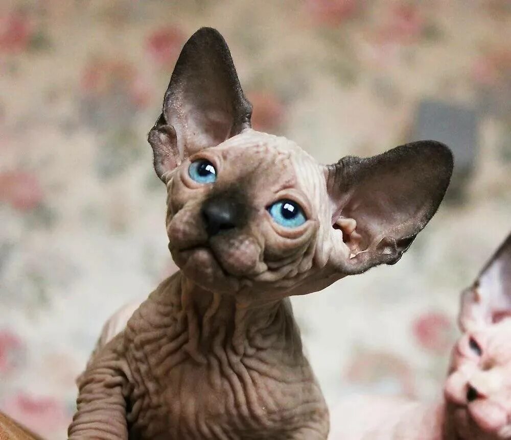 Сфинксы лучшие кошки