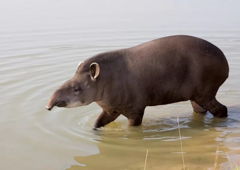 Scarfy - Tapir - YouTube