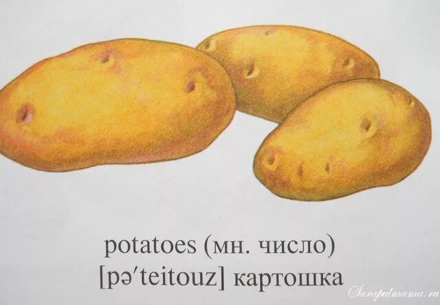 картофель перевести на английский. карточка картофель. картошка напнглийском. картошка на прозрачном фоне. картофель на английском.