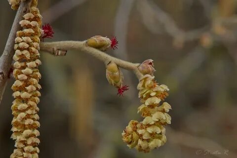 Фундук дерево цветение фото (119 фотографий) .