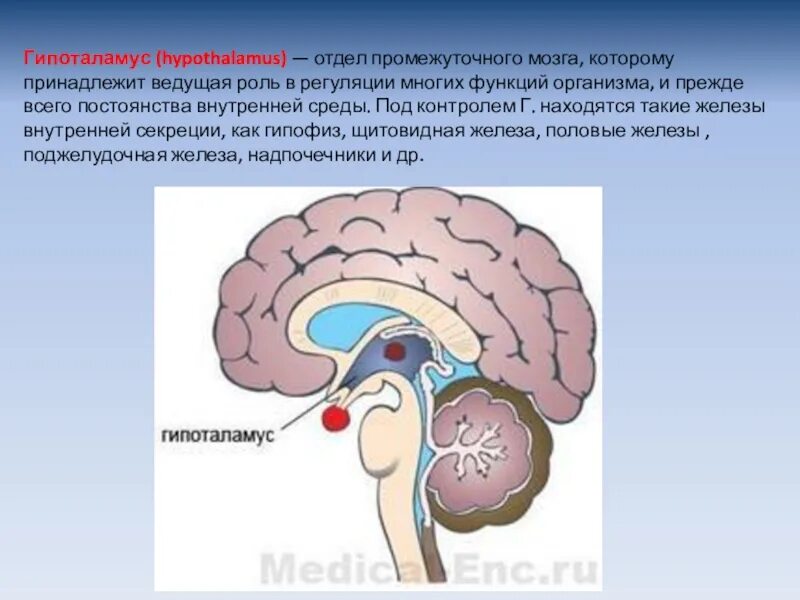 Гуморальная регуляция мозга. Гипоталамус это отдел промежуточного мозга. Гипоталамус высший центр регуляции эндокринных функций. Нейрогуморальная регуляция это функция отдела мозга. Функции гипоталамуса головного мозга.