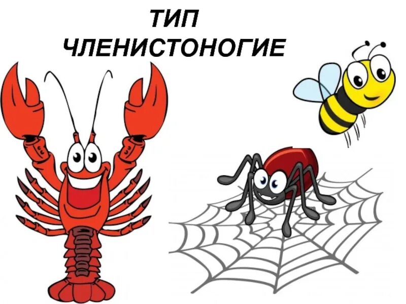 Тип членистоногие рисунок. Членистоногие прикол. шутки про членистоногих. мемы про членистоногих. членистоногие рисунок школьника.