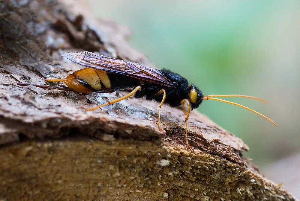 Рогохвост urocerus gigas. Большой хвойный рогохвост. Рогохвост хвойный. Шершень рогохвост. Жук рогохвост.
