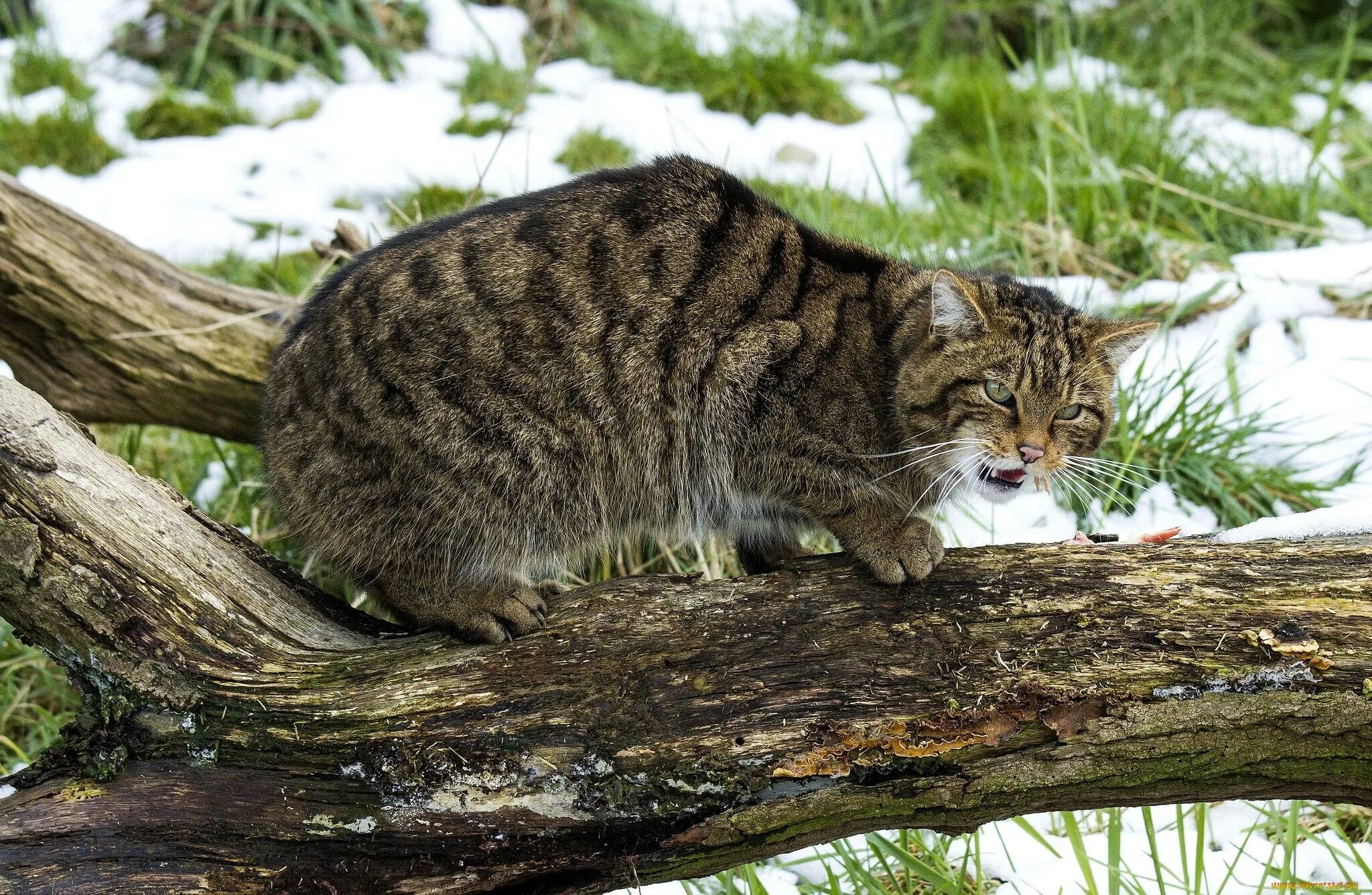Дикая лесная. Европейский лесной кот камышовый. шотландский дикий лесной кот. европейская дикая лесная кошка. лесная кошка (felis silvestris).