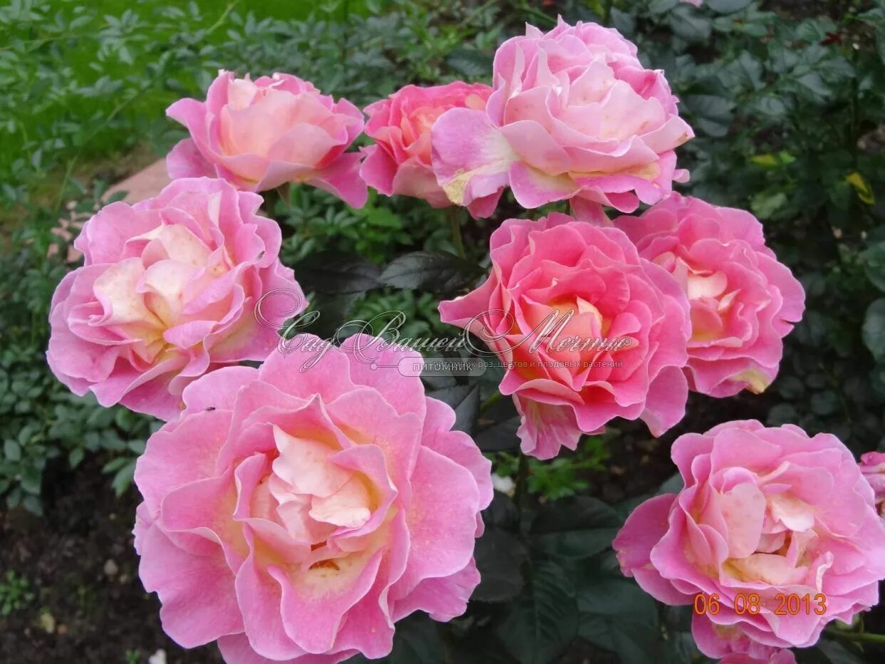 Роза Парадиз чайногибридная Imperial Rose - купить с доставкой по выгодным ценам
