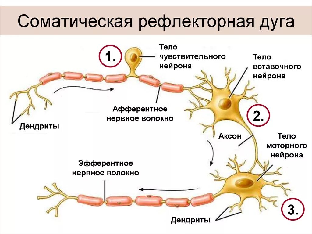 Строение рефлекторной дуги. Строение нейрона. Строение нейрона тело Аксон дендрит. Рефлекторная дуга аксоны и дендриты. Аксон второго вставочного нейрона.