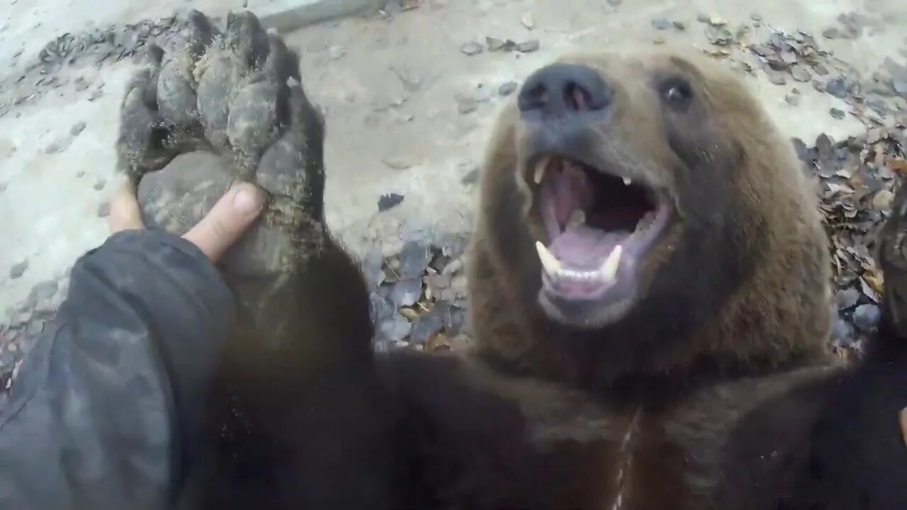 Живого медведя видео