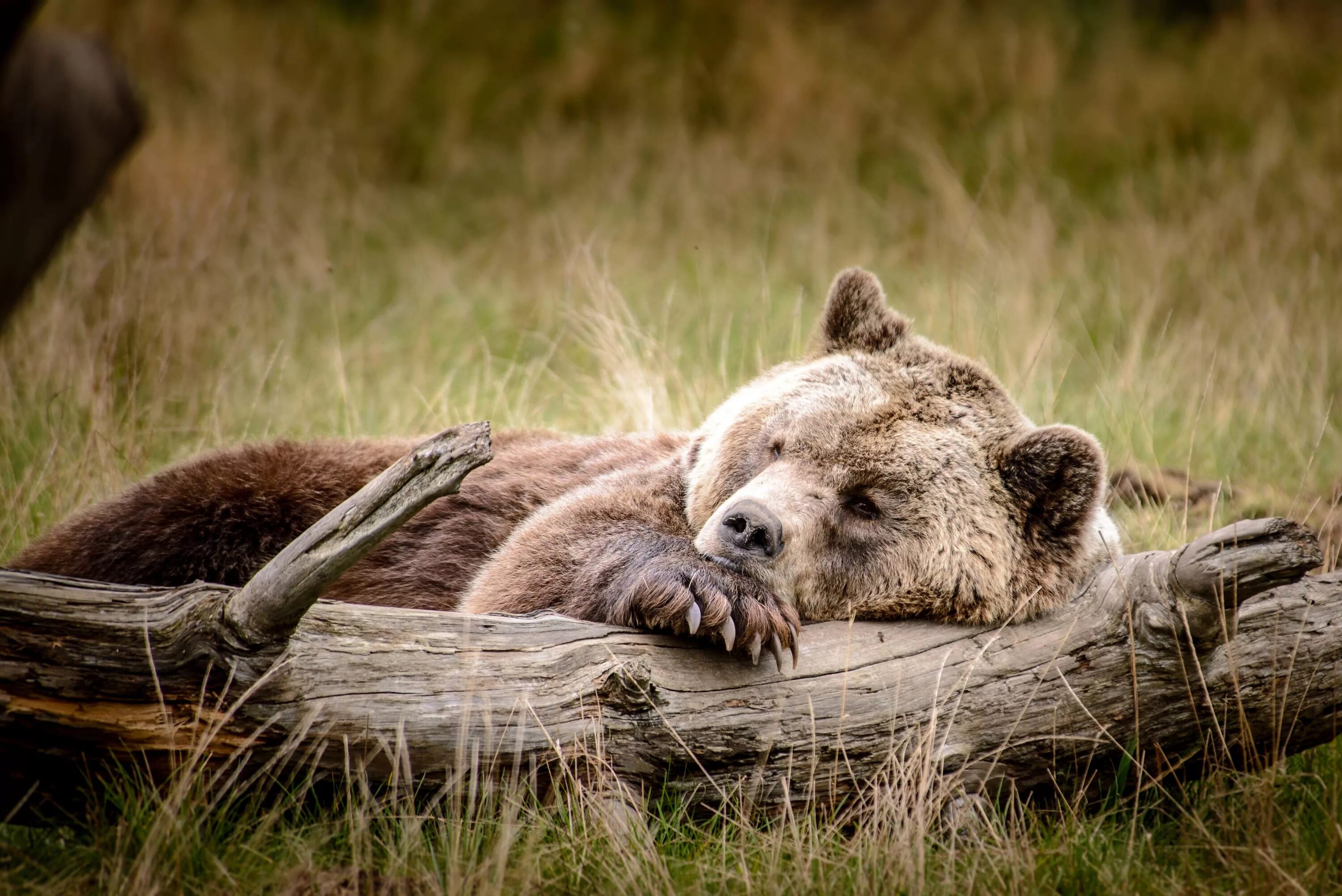 Спящий медведь. Красивый медведь. Природа и животные. Бурый медведь. Bear to think