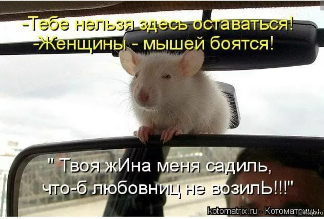 Выражение мышь. Шутки про мышку. мышь прикол. анекдоты про мышей. мышь боится.