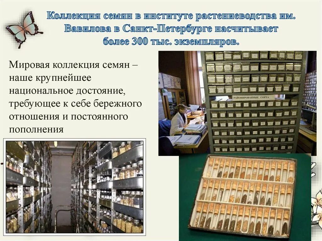 В каком городе находится объект хранения семян. Вавилов николай иванович коллекция семян. хранилище семян вавилова. коллекция культурных растений вавилова. институт растениеводства им вавилова.